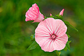 Close up of pink Royal Mallow (Lavatera trimestris) flowers covered with rain drops.