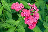 Close up of inflorescences with red flowers of perennial phlox (Phlox paniculata) growing in a garden.