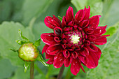 Close up of red dahlia flower and bud growing in a garden.