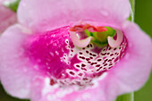 Close up of a purple foxglove flower (Digitalis purpurea) growing in a garden.