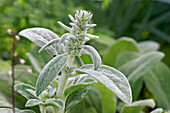 Top part of Lamb's-Ear, or Woolly Hedgenettle plant with stem, leaves and flower buds. Scientific name: Stachys byzantina (syn. Stachys lanata).