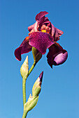 Purple blossom of German bearded iris (Iris germanica) covered with water drops.