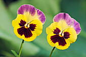 Close up of two garden pansy flowers (Viola wittrockiana) growing in a garden.