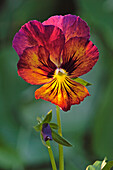 Close up of a colorful garden pansy flower (Viola wittrockiana) growing in a garden.