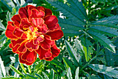 Close up of a French marigold flower (Tagetes patula) growing in a garden.