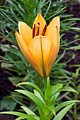 Close up of an orange lily flower, aka fire lily or Jimmy's Bane (Lilium bulbirefum) growing in a garden.