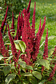 Close up of a red cockscomb flower. Scientific name: Celosia  Argentea L. f. Plumosa Voss.