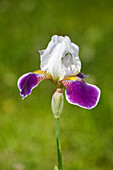 White and purple blossom of a bearded iris, aka German iris (Iris germanica) growing in a garden.