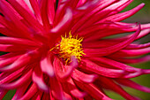 Close up of a purple dahlia flower.