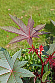 Close up of flowering castor oil plant (Ricinus communis) growing in allotment garden.