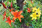 A view from above of a flower bed with fire lilies, aka Jimmy's Bane (Lilium bulbirefum) in allotment garden.