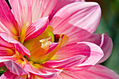 Close up of pink dahlia flower growing in a garden.