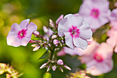 Close up of inflorescence with pink flowers of perennial phlox (Phlox paniculata) growing in allotment garden.