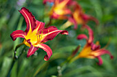 Striped red and yellow daylily flowers growing in allotment garden.