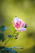 Close up of pink garden rose growing in allotment garden.