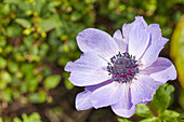 Close up of blue poppy anemone flower (Anemone coronaria) growing in allotment garden.