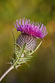 Flower head of a cotton thistle (Onopordum acanthium), aka Scotch (or Scottish) thistle.