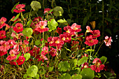 Close up of red garden nasturtium (Tropaeolum majus) flowering in a garden.