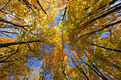 Autumnal forest in the Province of Quebec, Canada, North America