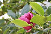  magnolia blossom 