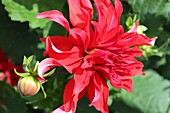  Dahlia Red Labyrinth 