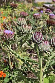  bed with artichokes 