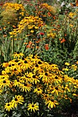  Autumn bed with Rudbeckia 