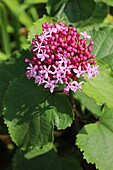  China Losbaum Clerodendrum bungei 