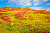 Hilly landscape and poppy fields, Agrigento, Sicily, Italy