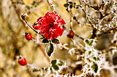  red rose with blossom, rose hips and hoarfrost in winter 