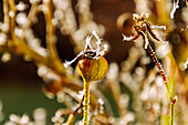  Rose with rose hips and hoarfrost in winter 