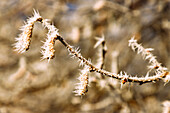  Hazelnut bush (Corylus avellana, common hazel, hazel bush) with male catkins and hoarfrost in winter 