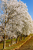  Row of trees at the edge of a field with hoarfrost in winter 