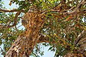 Boswellia sacra (also frankincense and olibanum-tree), Sultanate of Oman, Arabian Peninsula, Middle East