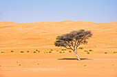 Isolated Acacia tree in The Sharqiya Sands, formerly known as Wahiba Sands, region of desert in Sultanate of Oman, Arabian Peninsula, Middle East