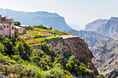 Terraced fields of the Perched villages (Al Ain, Al Agur) of Jabal Al Akhdar (Green Mountains) around the Sayq plateau, Sultanate of Oman, Arabian Peninsula, Middle East