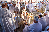 Cattle auction market on Friday morning at Nizwa, Ad Dakhiliyah Region, Sultanate of Oman, Arabian Peninsula, Middle East