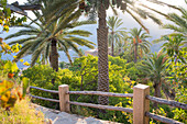 Palm tree above Wakan village in the Western Hajar Mountains, South Batinah Governorate in the border with Al Dakhiliyah Governorate through Al Hajar mountain range. Sultanate of Oman, Arabian Peninsula, Middle East