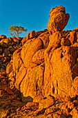  Typical barren tree in sunset light, Twyfelfontein, Kunene, Damaraland, Namibia, Africa 