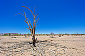 Typischer karger Baum in der Wüste, Twyfelfontein, Kunene, Damaraland, Namibia, Afrika