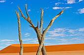 Abgestorbene Bäume, Sossusvlei, Deadvlei, Namib-Naukluft-Nationalpark, Namibia, Afrika