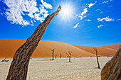 Abgestorbene Bäume, Sossusvlei, Deadvlei, Namib-Naukluft-Nationalpark, Namibia, Afrika