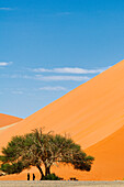  2 people under a tree in front of a sand dune, Sossusvlei, Namib-Naukluft National Park, Namibia, Africa 