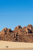  A lonely tree in front of a rocky landscape, Hammerstein, Namib-Naukluft National Park, Namibia, Africa 