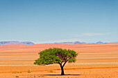  A lonely tree in front of a rocky landscape, Hammerstein, Namib-Naukluft National Park, Namibia, Africa 