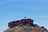  A single quiver tree on a rock, Fish River Canyon Region, Seeheim, Kharas, Namibia, Africa 