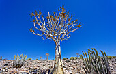 Köcherbaum und Kakteen, Fish River Canyon Region, Seeheim, Kharas, Namibia, Afrika