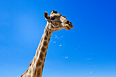  Giraffe, Windhoek, Khomas, Namibia, Africa 