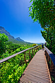 Touristen auf dem Boomslang, Baumwipfelpfad, Botanischer Garten, Kirstenbosch, Kapstadt, Südafrika, Afrika