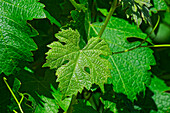 Weinblätter, Weinberg, Stellenbosch, Südafrika, Afrika